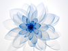 Niebieski kwiat