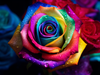 Tęczowa róża