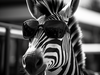 Zebra w okularach